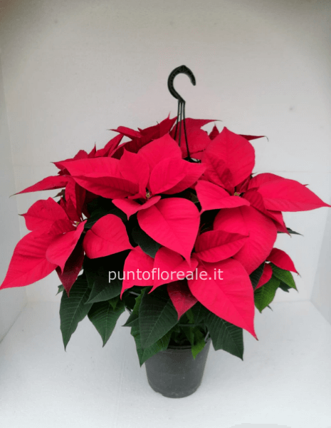 stella di natale v.22