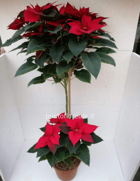 Stella di Natale alberello