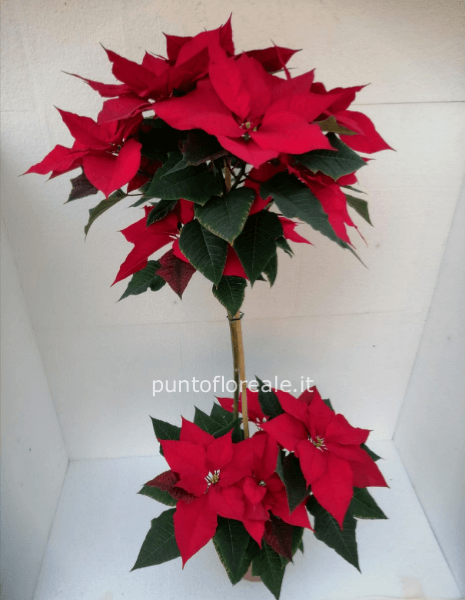 stella di natale alberello piccolo