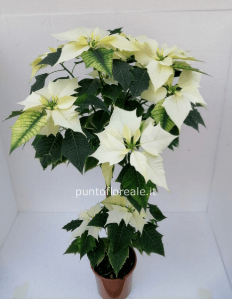 Stella di Natale alberello piccolo bianco