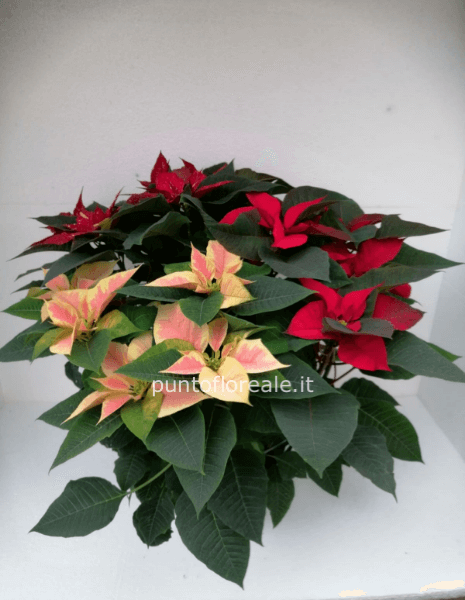 Stella di Natale tris