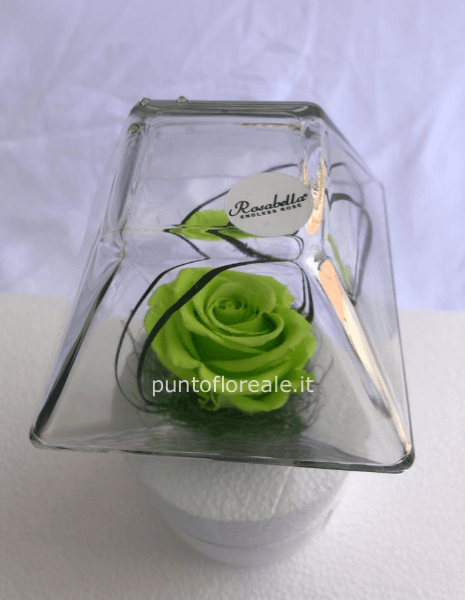 Rosa stabilizzata