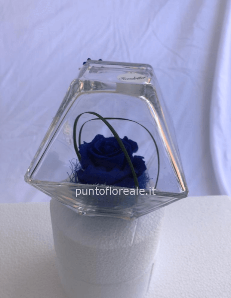 Rosa stabilizzata