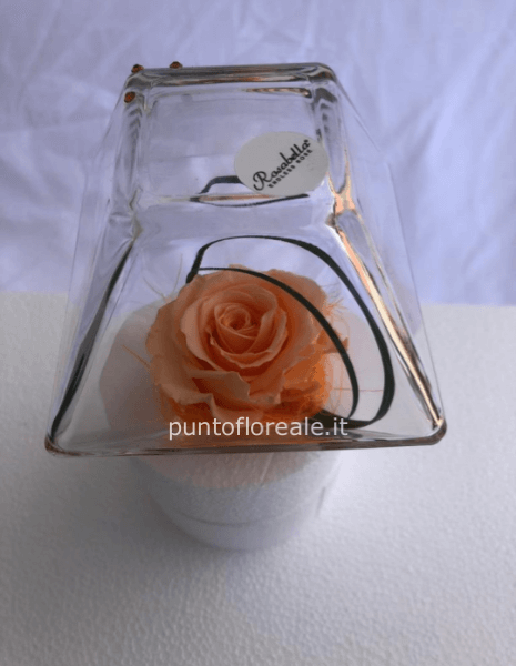 Rosa stabilizzata