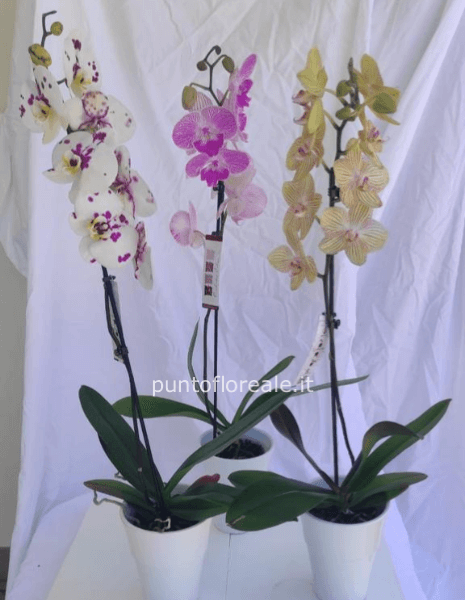 Orchidea 1 RAMO