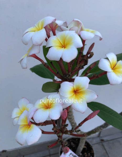 Plumeria