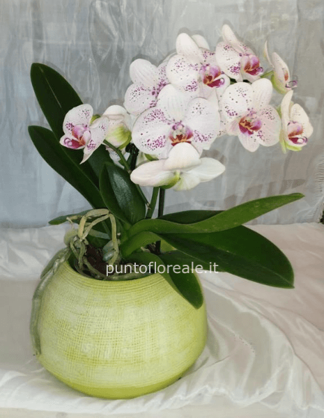 Pharenopsis con vaso