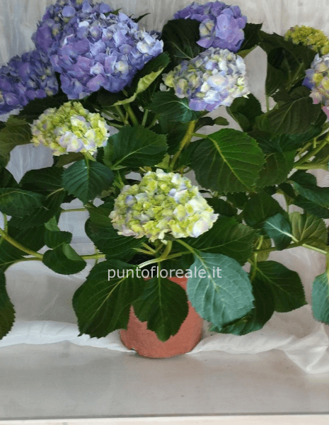 Ortensia blu