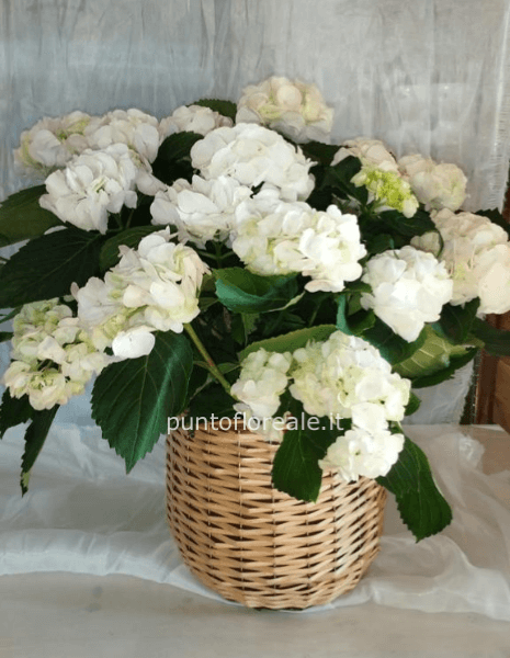 Ortensia con cesto