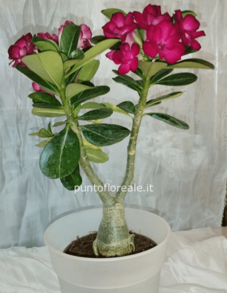 Rosa del deserto