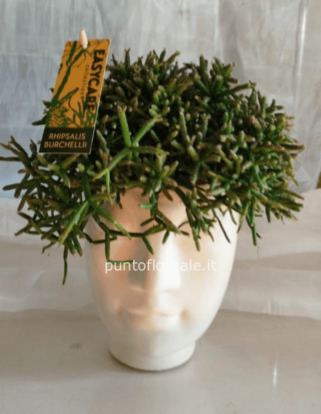 Rhipsalis Burchellii