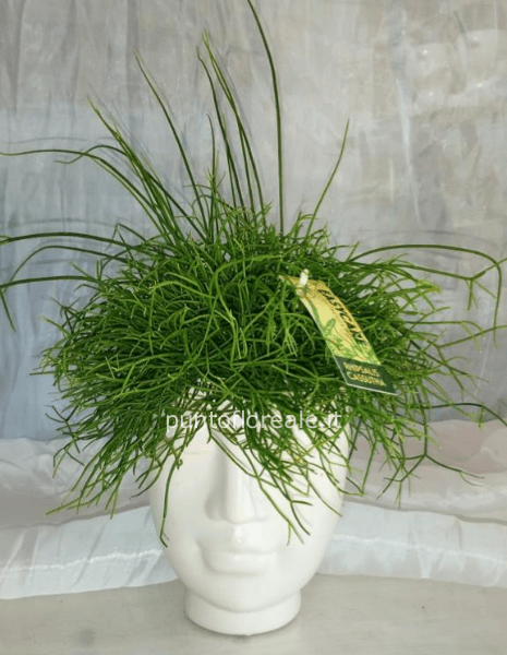 Rhipsalis Cassutha