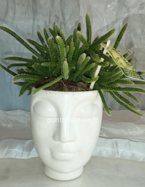 Rhipsalis Baccifera 'Horrida'