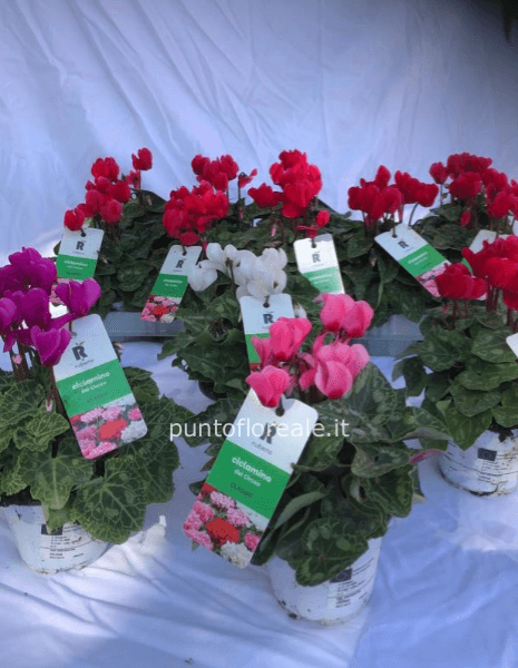 Ciclamini mini del Circeo