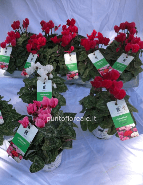 Ciclamini del Circeo